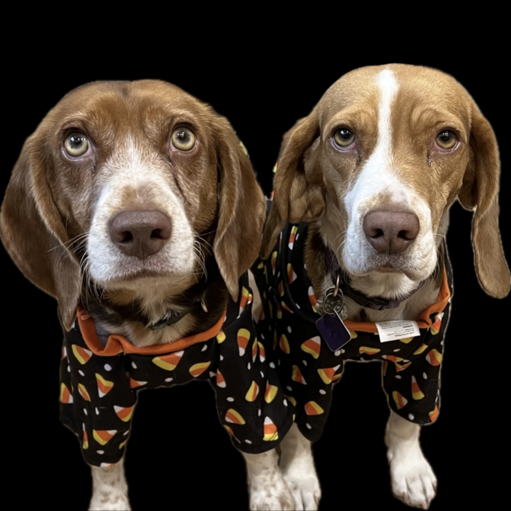 Beagles